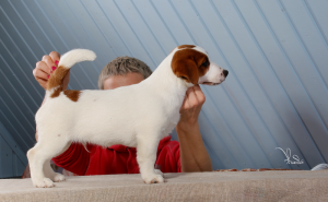 Additional photos: Jack Russell Terrier puppies (FCI)
