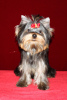 Photo №2 to announcement № 9381 for the sale of yorkshire terrier - buy in Russian Federation breeder