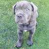 Photo №1. cane corso - for sale in the city of Munich | Is free | Announcement № 111324