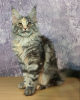 Photo №2 to announcement № 9689 for the sale of maine coon - buy in Russian Federation from nursery