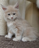 Photo №1. maine coon - for sale in the city of Jezreel Valley | 350$ | Announcement № 71089