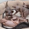 Photo №2 to announcement № 83094 for the sale of sphynx-katze - buy in Germany breeder