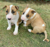 Photo №2 to announcement № 120712 for the sale of bull terrier - buy in Lithuania private announcement