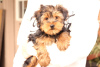 Photo №4. I will sell yorkshire terrier in the city of Jena.  - price - 687$