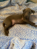 Photo №1. italian greyhound - for sale in the city of Fresno | 62$ | Announcement № 24000