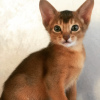 Photo №2 to announcement № 10525 for the sale of abyssinian cat - buy in Russian Federation from nursery, breeder