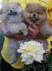 Photo №1. pomeranian - for sale in the city of Лида | 254$ | Announcement № 11911