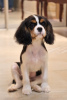 Additional photos: Puppies Cavalier King Charles Spaniel