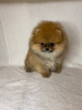 Photo №4. I will sell pomeranian in the city of Гамбург.  - price - 740$