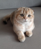 Photo №2 to announcement № 81430 for the sale of scottish fold - buy in Russian Federation from nursery, breeder