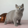 Photo №1. british shorthair - for sale in the city of Дрезден | Is free | Announcement № 95118