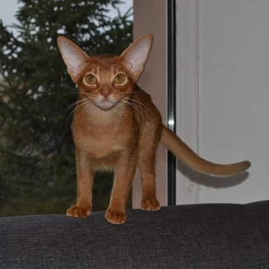 Photo №2 to announcement № 4421 for the sale of abyssinian cat - buy in Ukraine breeder