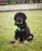 Photo №2 to announcement № 9583 for the sale of tibetan mastiff - buy in Belarus from nursery