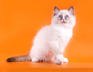Photo №3. Ragdoll kittens for sale from the cattery & quot; Yesragdoll & quot;. Russian Federation