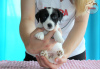 Photo №4. I will sell jack russell terrier in the city of Paniówki. breeder - price - 1560$