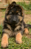 Photo №1. german shepherd - for sale in the city of Berlin | negotiated | Announcement № 123157