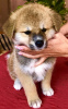 Photo №3. Akito Inu puppies. Russian Federation