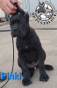 Additional photos: Cane Corso puppies