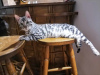 Photo №4. I will sell bengal cat in the city of Belgrade. breeder - price - negotiated