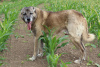 Additional photos: Kangal puppies