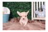 Photo №2 to announcement № 110065 for the sale of chihuahua - buy in United States private announcement, breeder