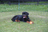 Photo №1. rottweiler - for sale in the city of Loznica | 528$ | Announcement № 56966