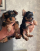 Photo №4. I will sell yorkshire terrier in the city of Калифорния Сити. breeder - price - 400$