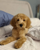 Photo №1. labradoodle - for sale in the city of Братислава | Is free | Announcement № 118203