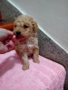 Photo №3. Maltipoo puppies. Serbia