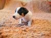 Photo №4. I will sell jack russell terrier in the city of Omsk. private announcement - price - 263$