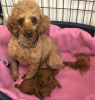 Additional photos: Absolutely Adorable Red Toy Poodles