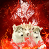 Photo №4. I will sell siberian husky in the city of Rybinsk. private announcement - price - negotiated