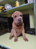 Photo №2 to announcement № 11604 for the sale of shar pei - buy in Ukraine private announcement