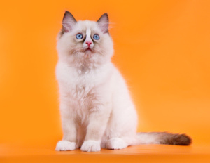 Photo №2 to announcement № 2548 for the sale of ragdoll - buy in Russian Federation private announcement, from nursery, breeder
