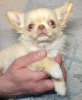 Photo №3. Adorable chihuahua puppy. Germany