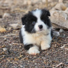 Photo №1. border collie - for sale in the city of Helsinki | Is free | Announcement № 82876