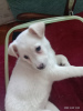 Photo №2 to announcement № 32971 for the sale of non-pedigree dogs - buy in Moldova private announcement