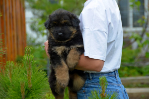 Photo №4. I will sell german shepherd in the city of Kiev. breeder - price - 17$