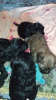 Additional photos: Tibetan Terrier puppies