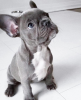 Photo №4. I will sell french bulldog in the city of Mielno.  - price - 528$