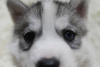 Additional photos: Siberian Husky puppies