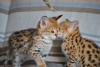 Additional photos: caracat and savannah kittens