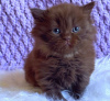Photo №3. Британские короткошерстные котята на усыновление. United States