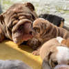 Photo №2 to announcement № 114198 for the sale of english bulldog - buy in Germany breeder