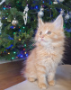 Photo №1. maine coon - for sale in the city of Straelen | 370$ | Announcement № 84019