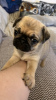 Photo №1. puggle - for sale in the city of Berlin | 444$ | Announcement № 90368
