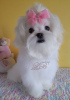 Photo №2 to announcement № 76444 for the sale of maltese dog - buy in Ukraine from nursery