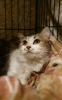 Photo №3. We are looking for a home for Lily!. Russian Federation