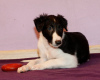 Additional photos: Russian Greyhound puppies