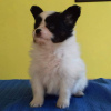 Photo №1. papillon dog - for sale in the city of Saint-Leu-la-Forêt | Is free | Announcement № 94136